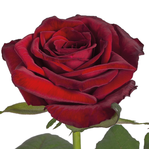 【love rose様】専用・赤360g×3≪リクエスト特割特価≫ Роза Гран При купить оптом и в розницу (Киев и Украина), Цена